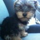 en el coche